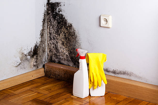 Best Best Mold Removal Companies  in Island Lake, IL