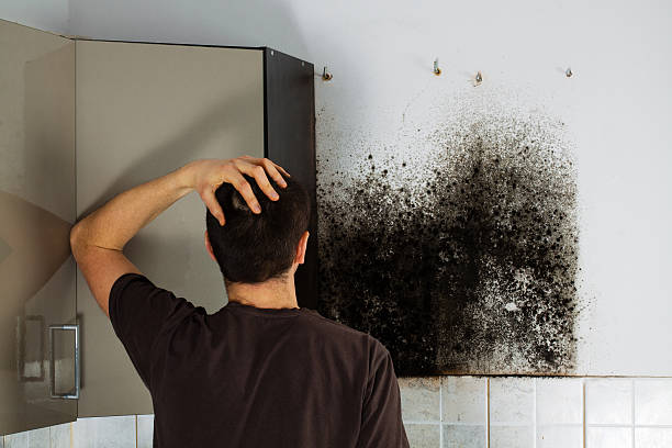 Best Fast Mold Removal  in Island Lake, IL