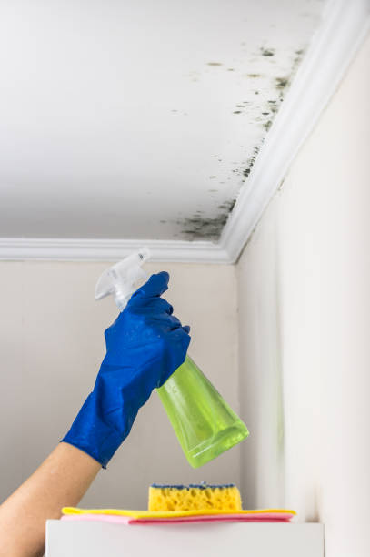 Best Home Mold Removal  in Island Lake, IL